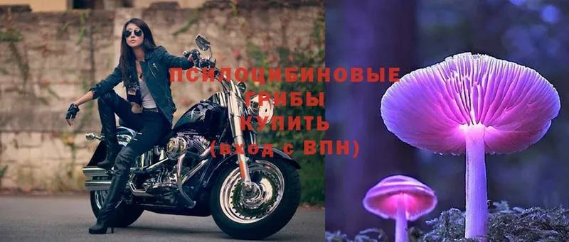 Галлюциногенные грибы Psilocybe  Комсомольск 